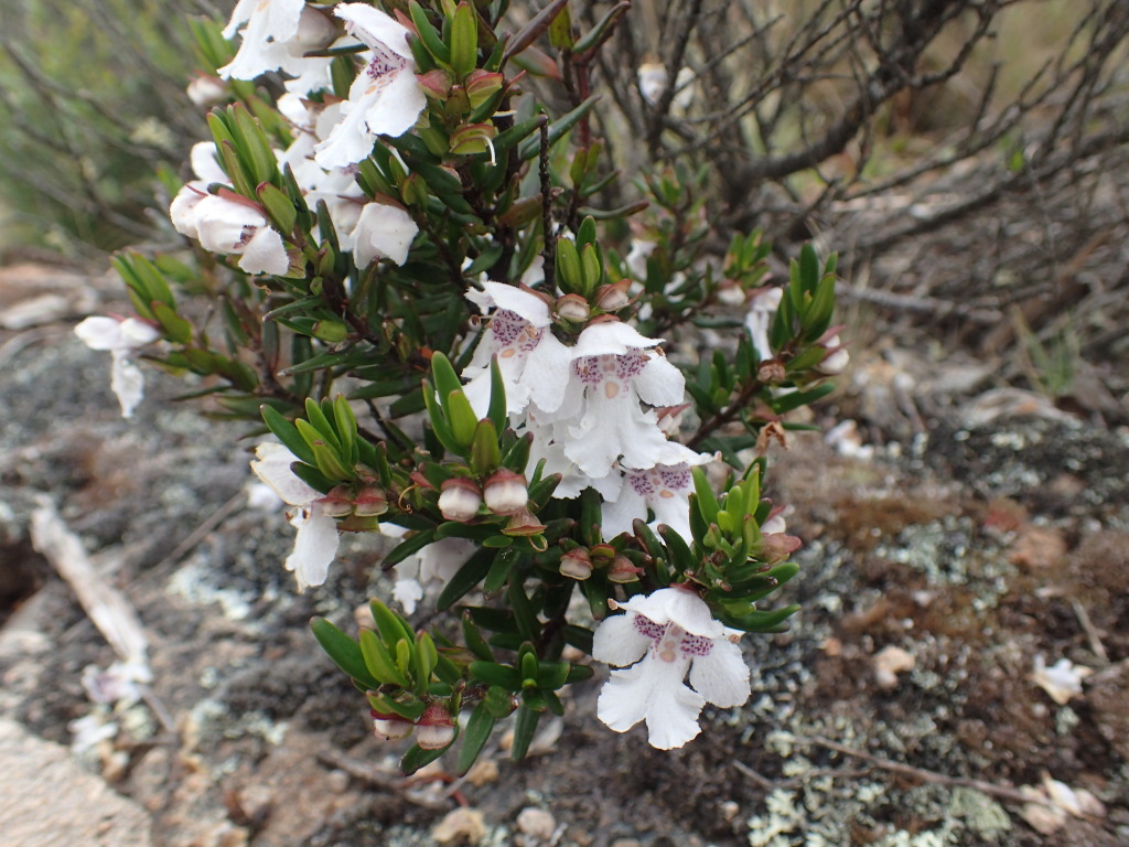 Prostanthera phylicifolia (hero image)