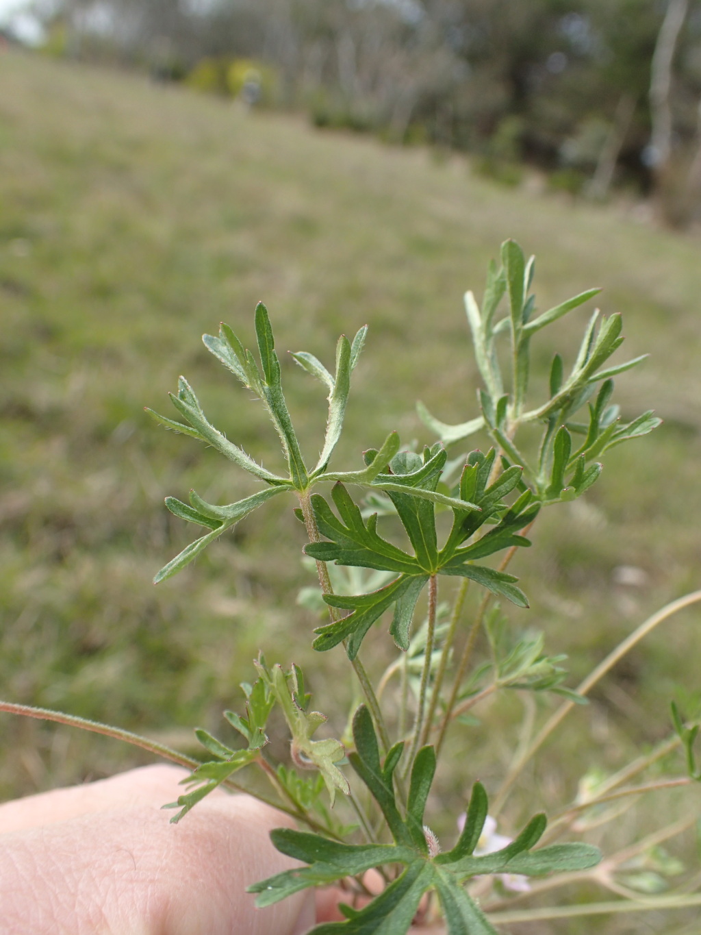 Geranium sp. 3 (hero image)