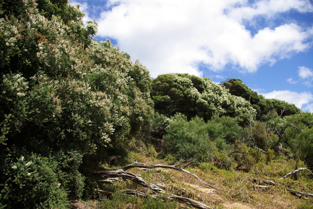 Melaleuca lanceolata (hero image)