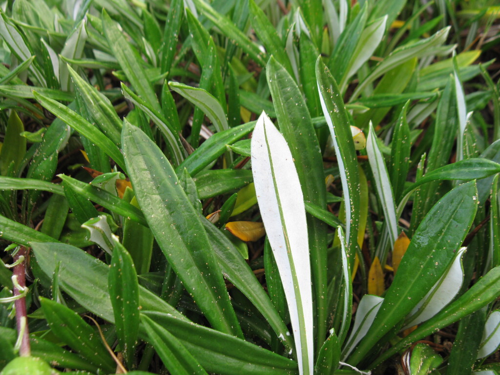 Gazania rigens (hero image)