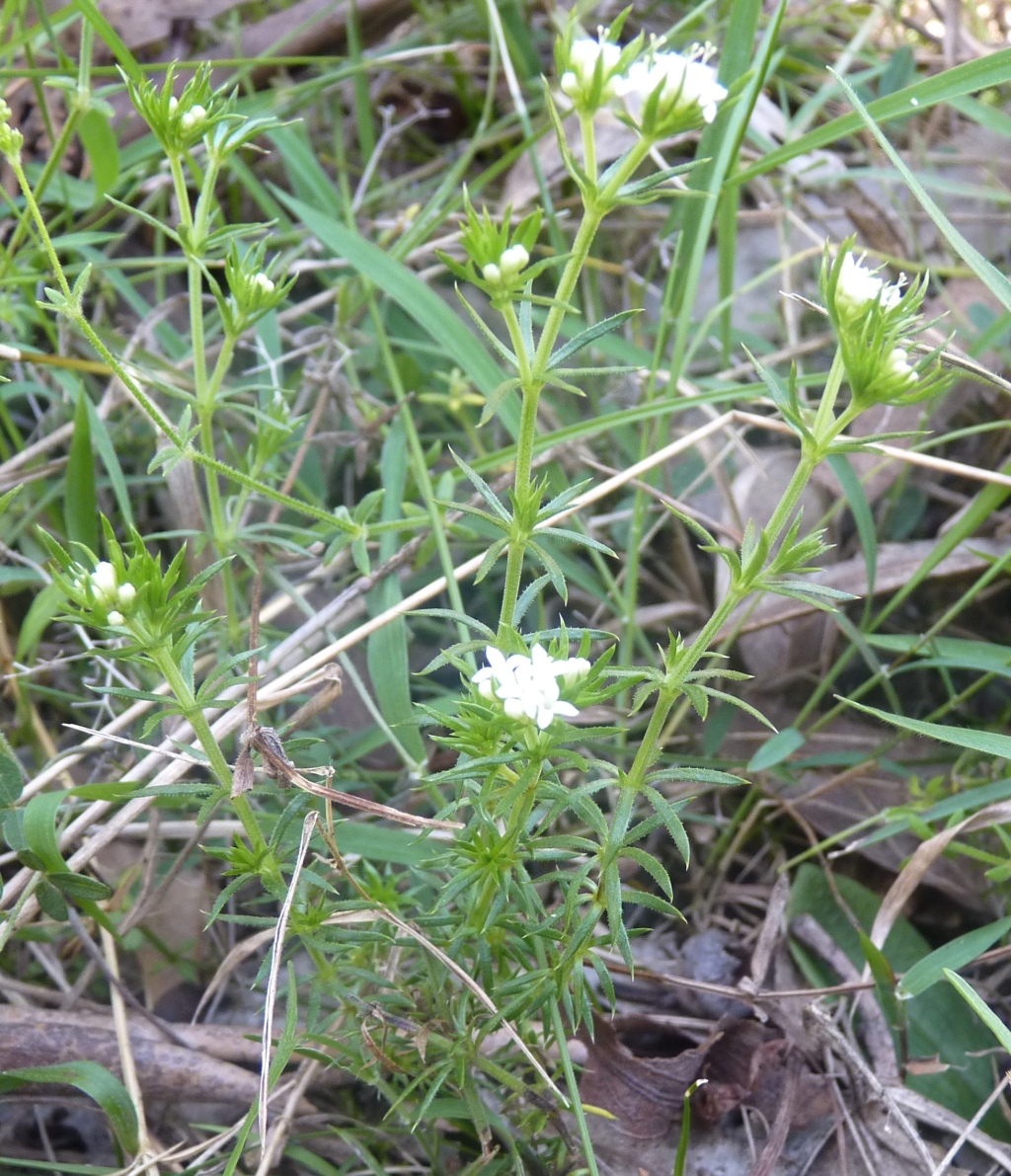 Asperula scoparia (hero image)