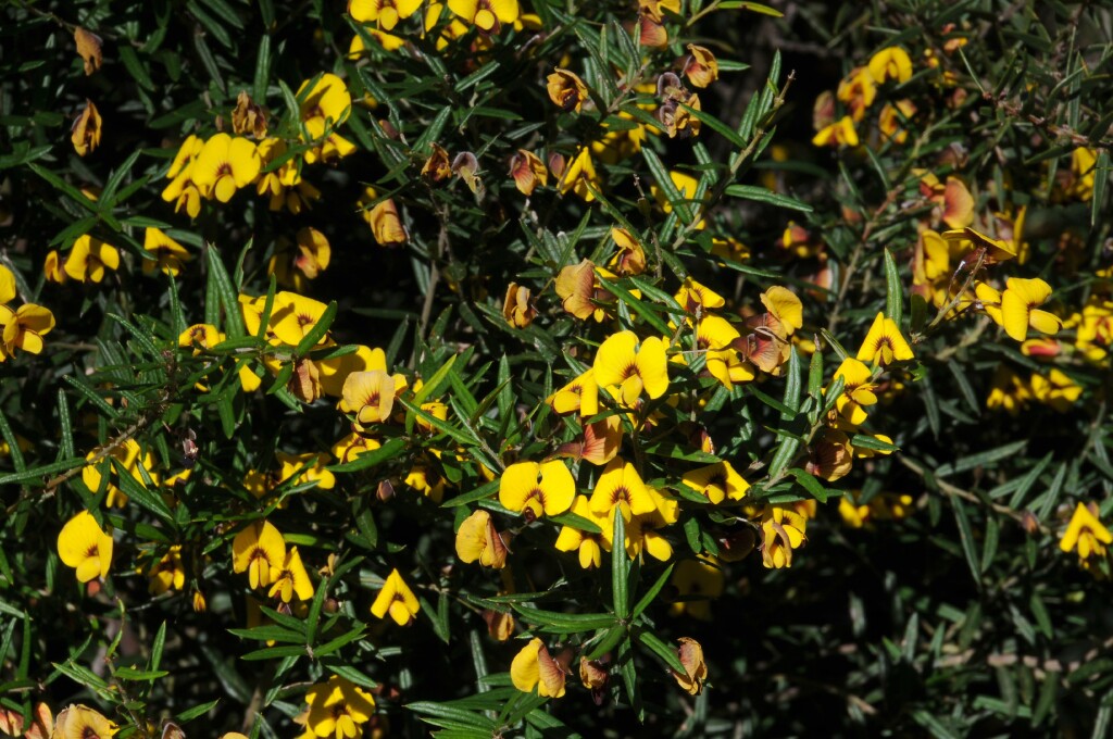 Bossiaea rosmarinifolia (hero image)