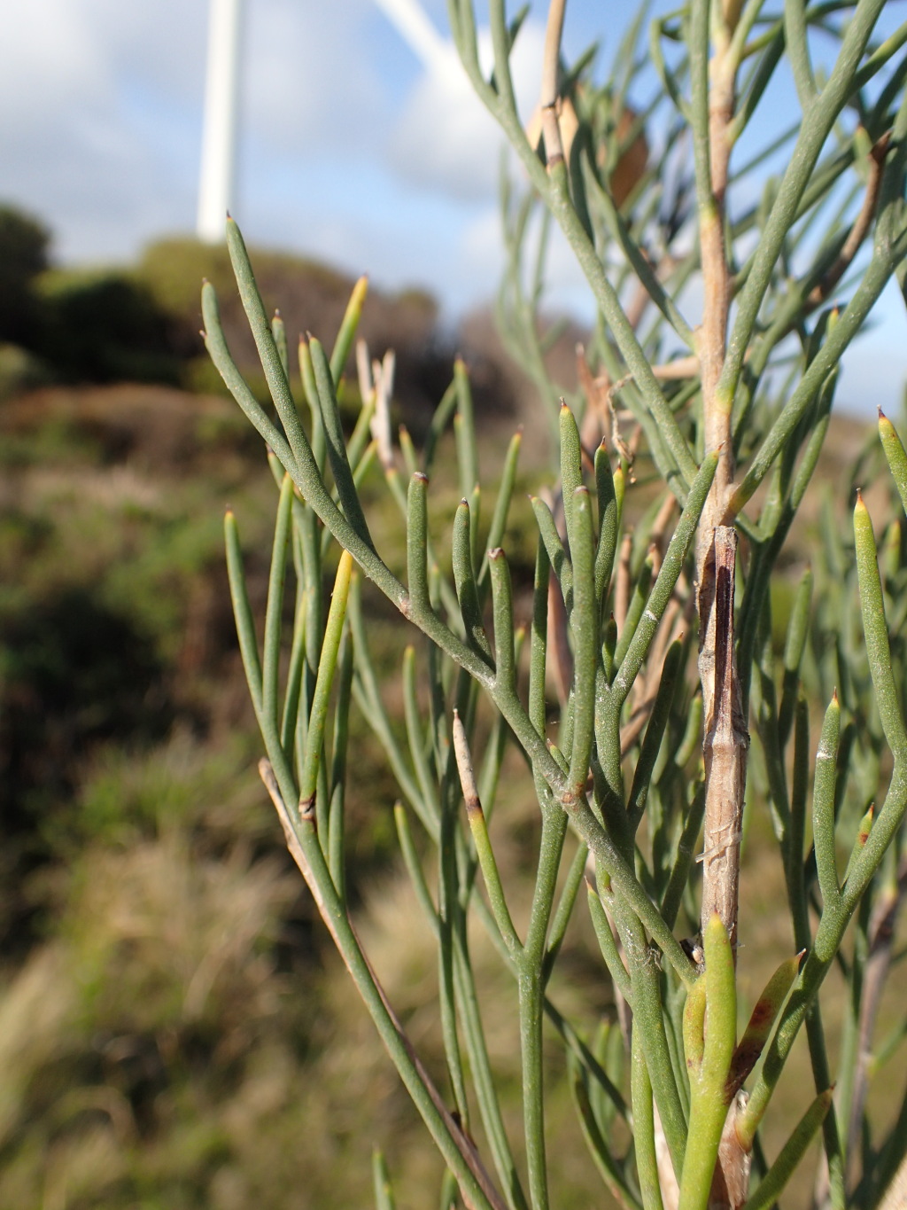 Hakea drupacea (hero image)