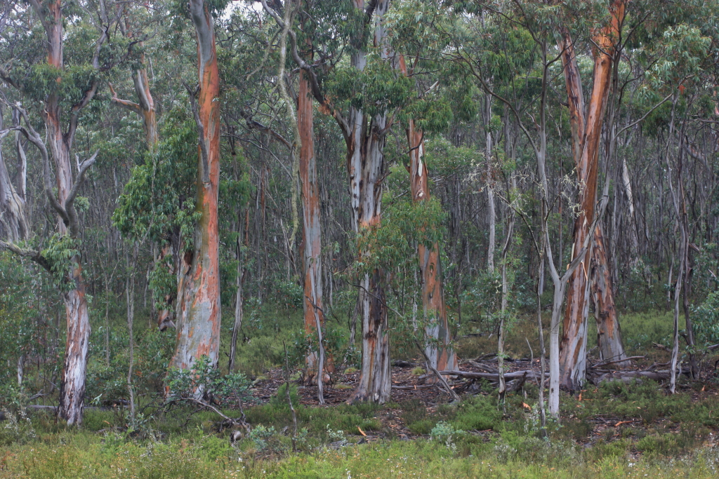 Eucalyptus dalrympleana (hero image)