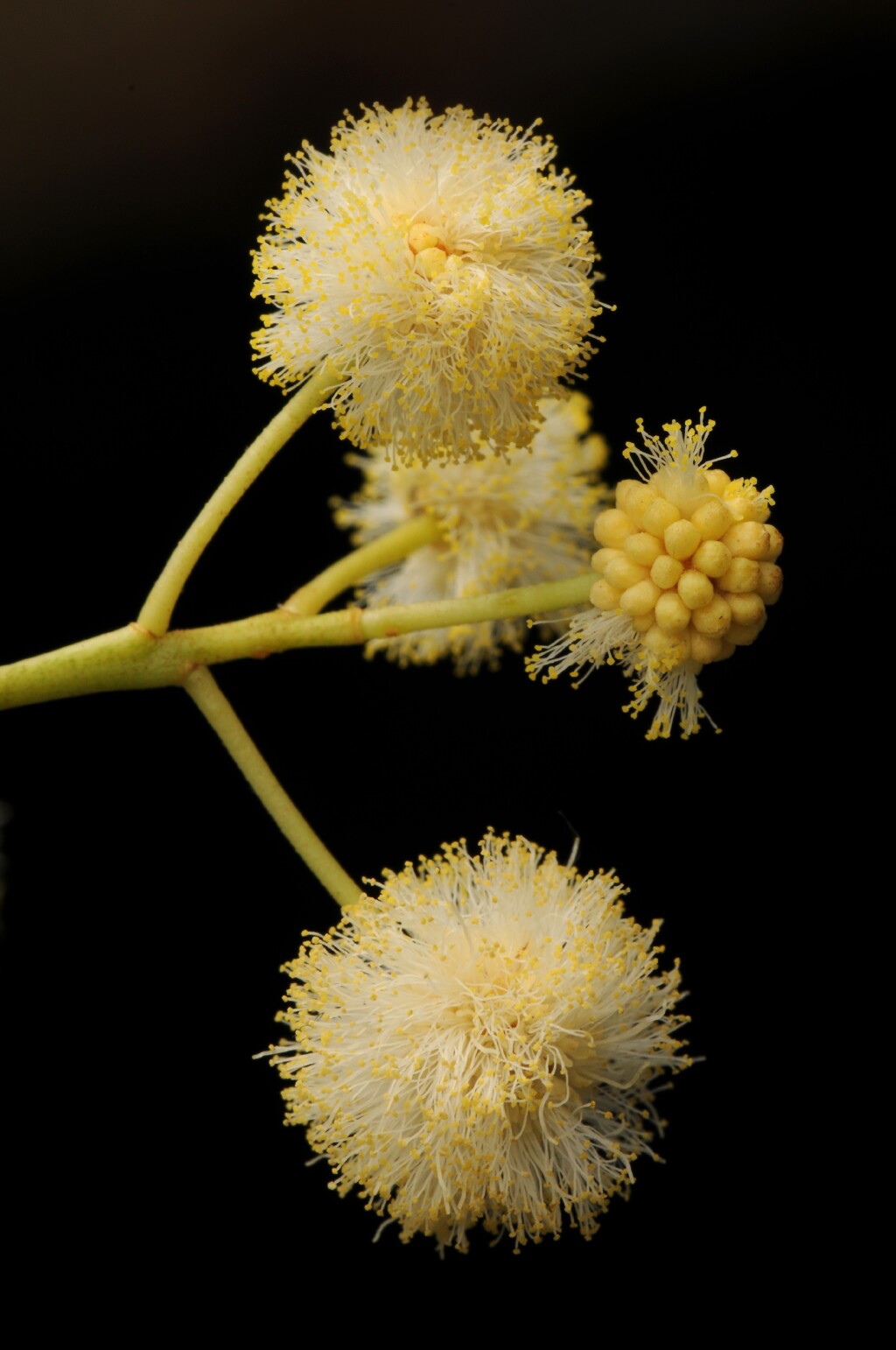 Acacia implexa (hero image)