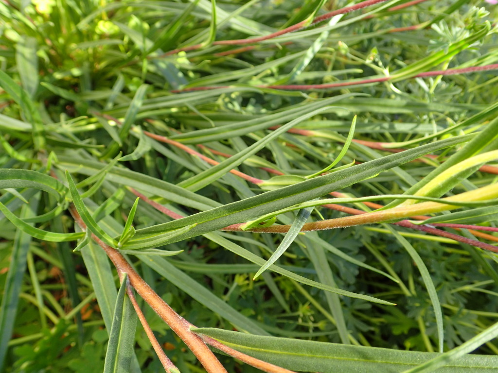 Podolepis linearifolia (hero image)