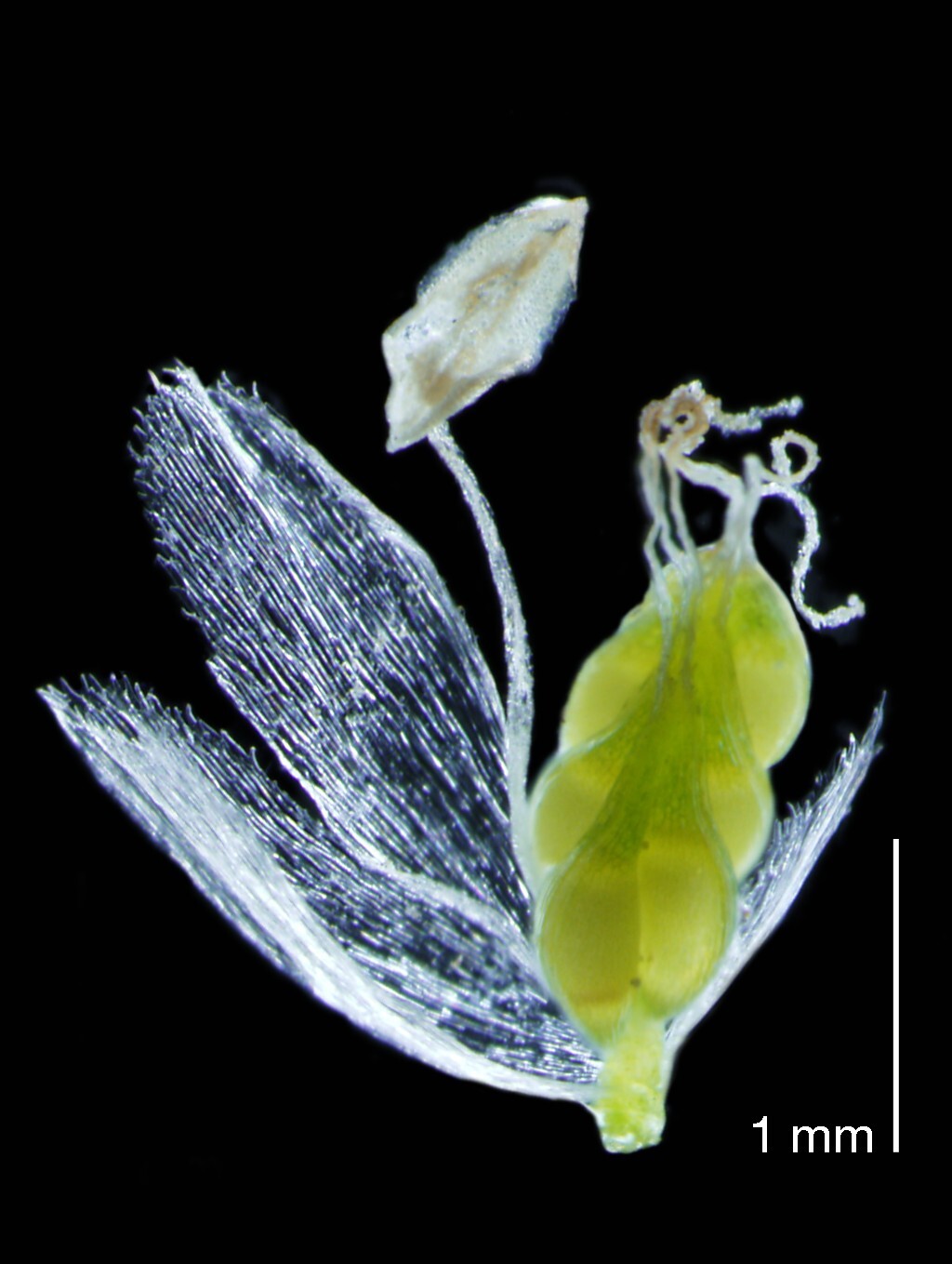 Centrolepis strigosa (hero image)