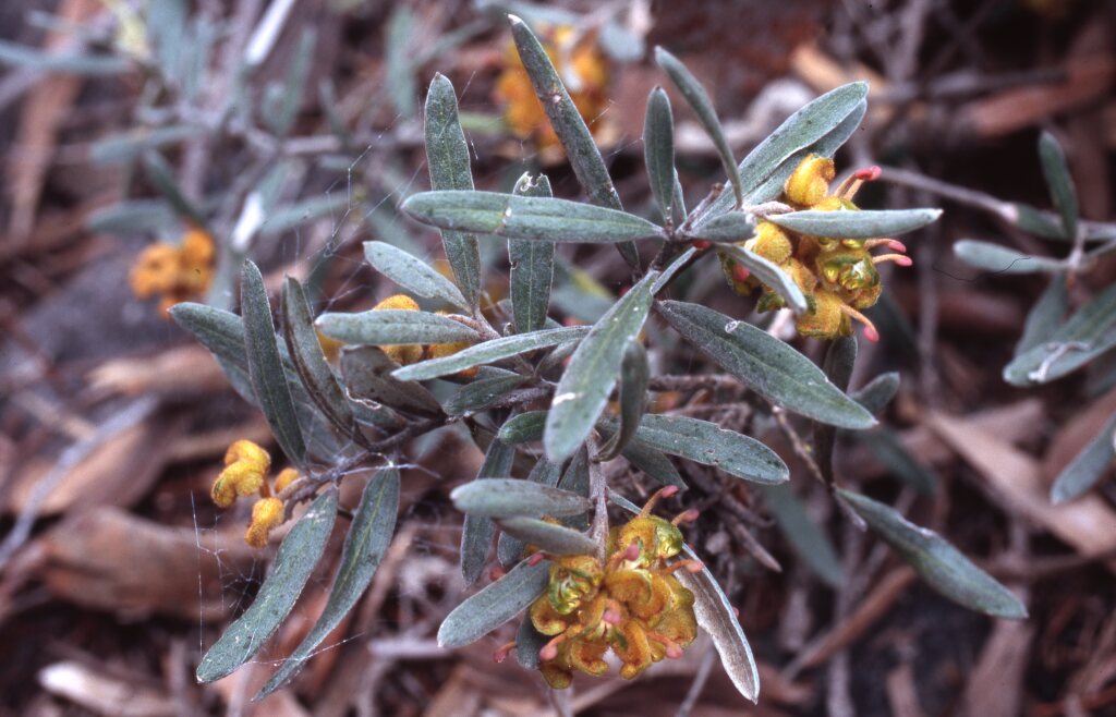 Grevillea floribunda subsp. floribunda (hero image)