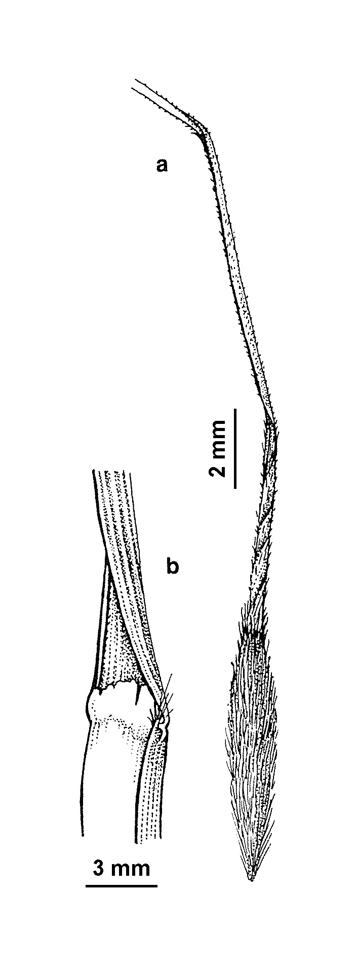 Austrostipa aristiglumis (hero image)