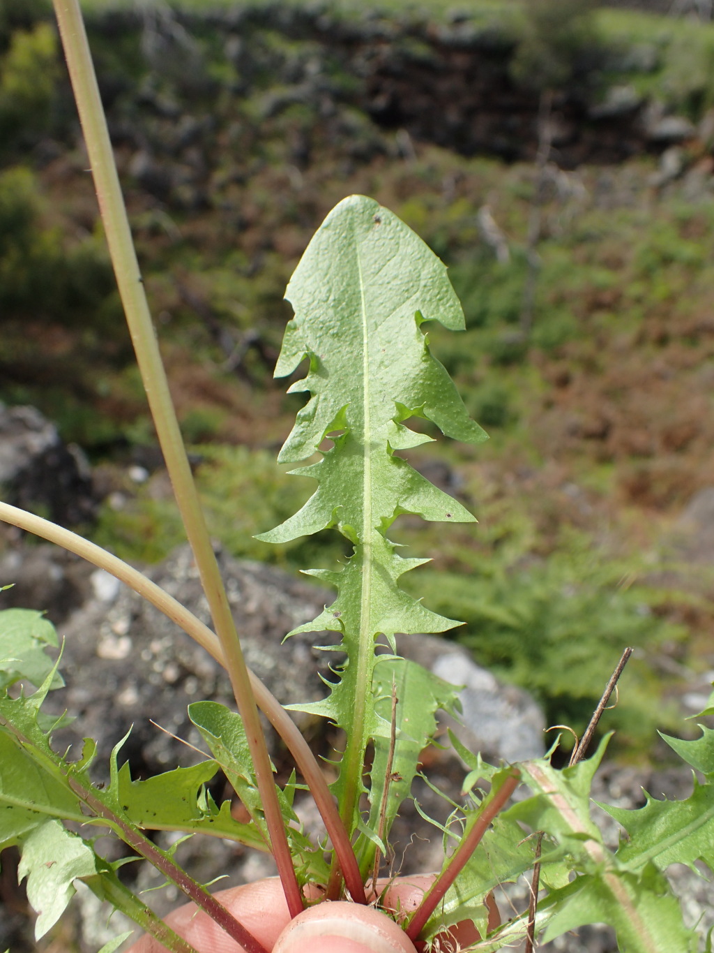 Taraxacum hepaticolor (hero image)