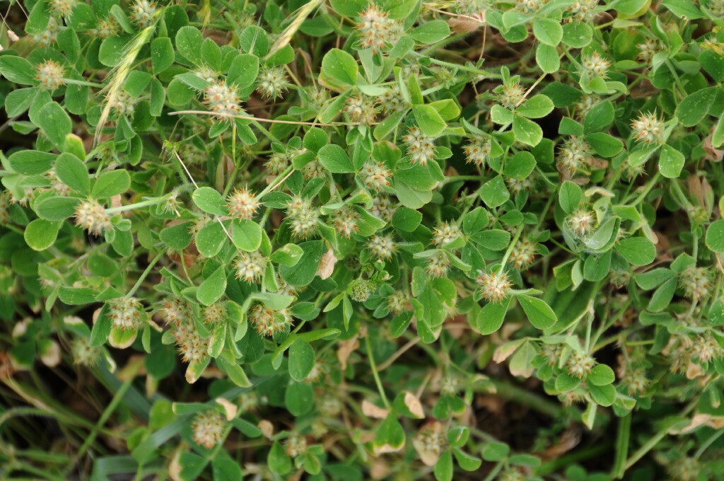 Trifolium striatum (hero image)