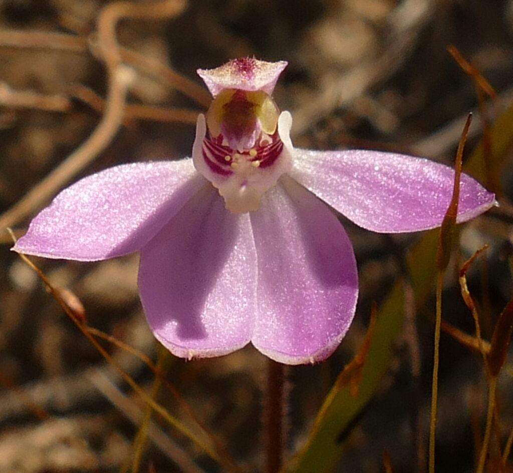 Caladenia pusilla (hero image)