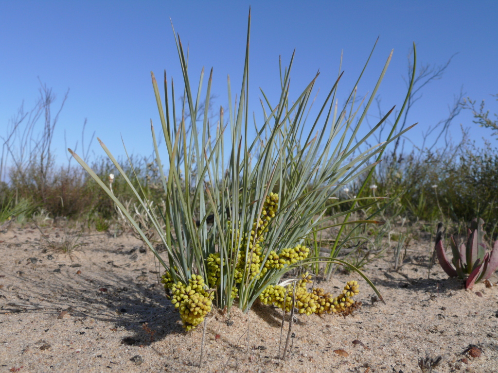 Lomandra collina (hero image)