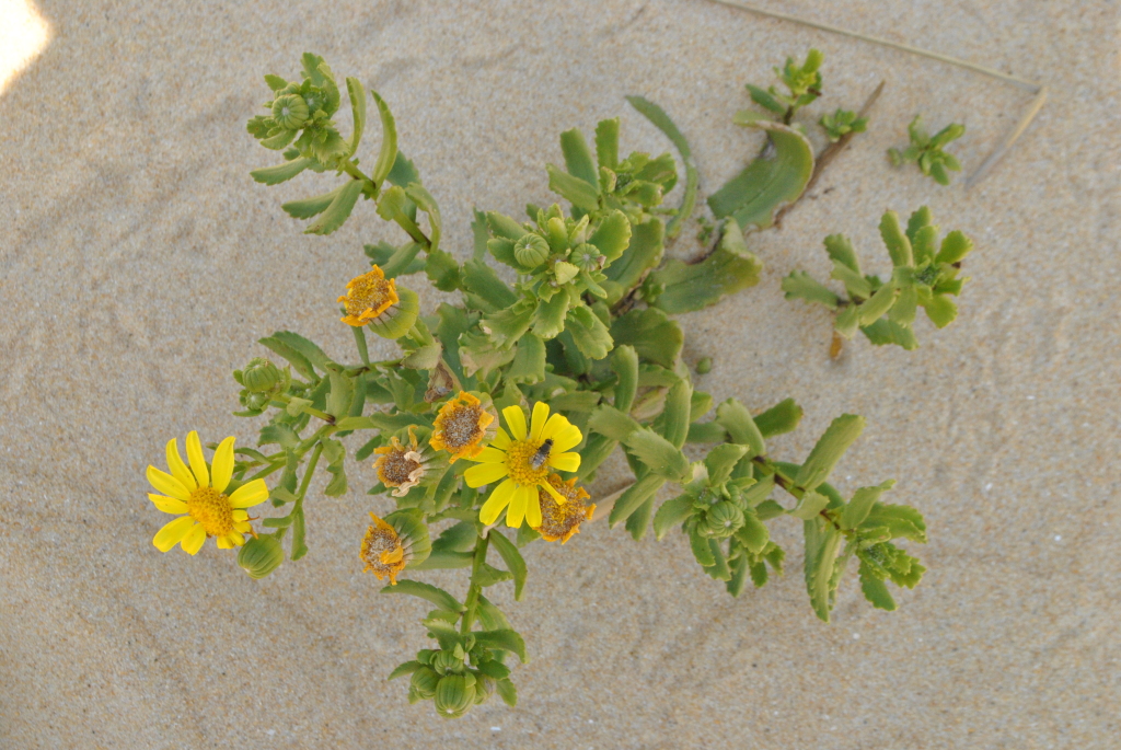 Senecio spathulatus (hero image)