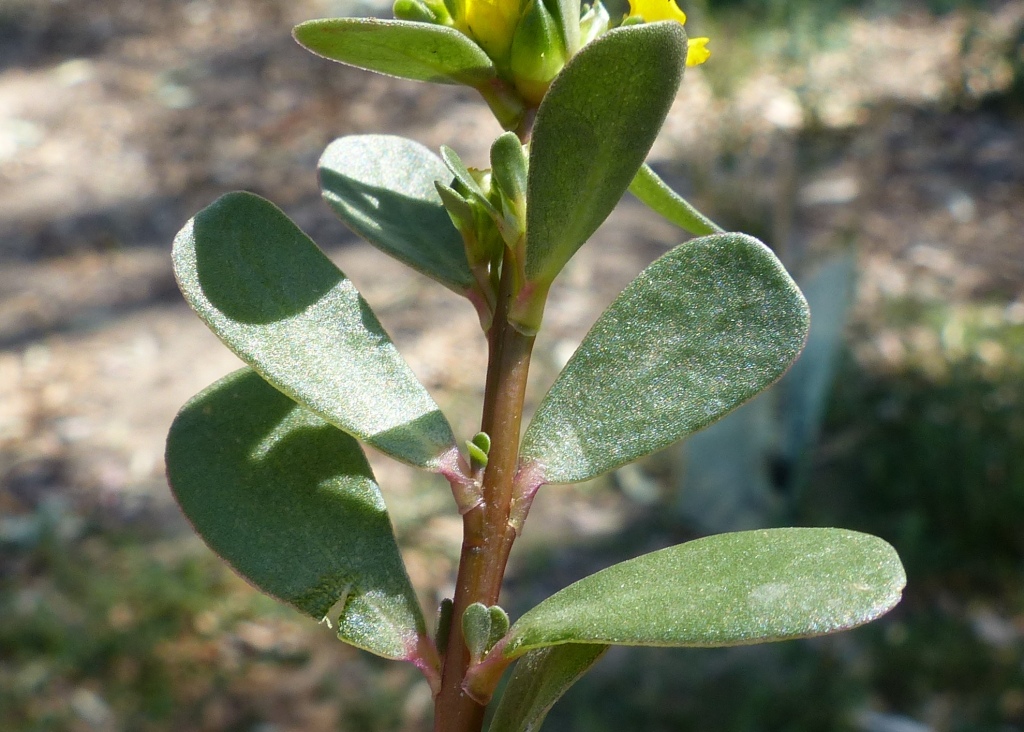 Portulacaceae (hero image)