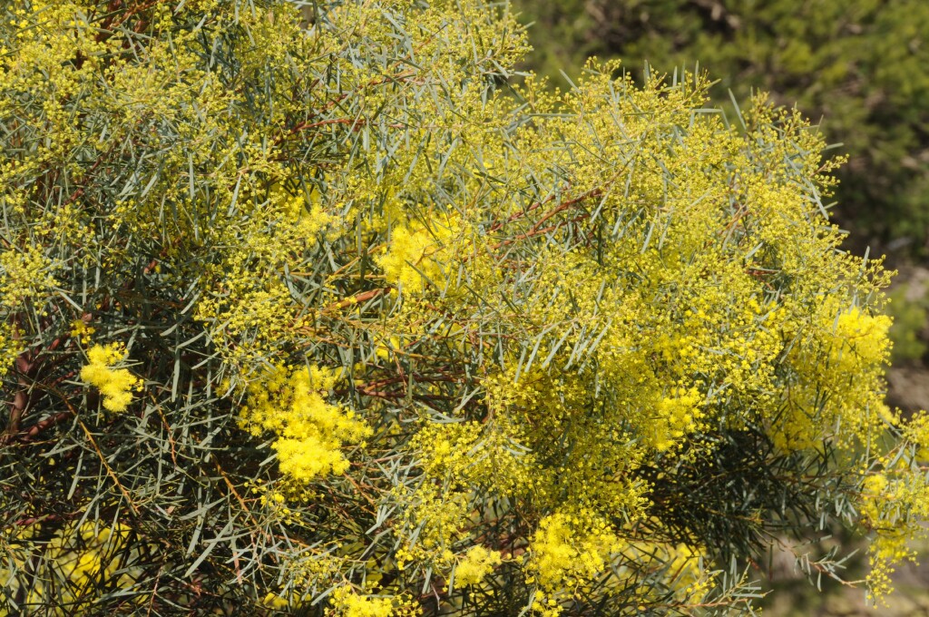 Acacia boormanii (hero image)