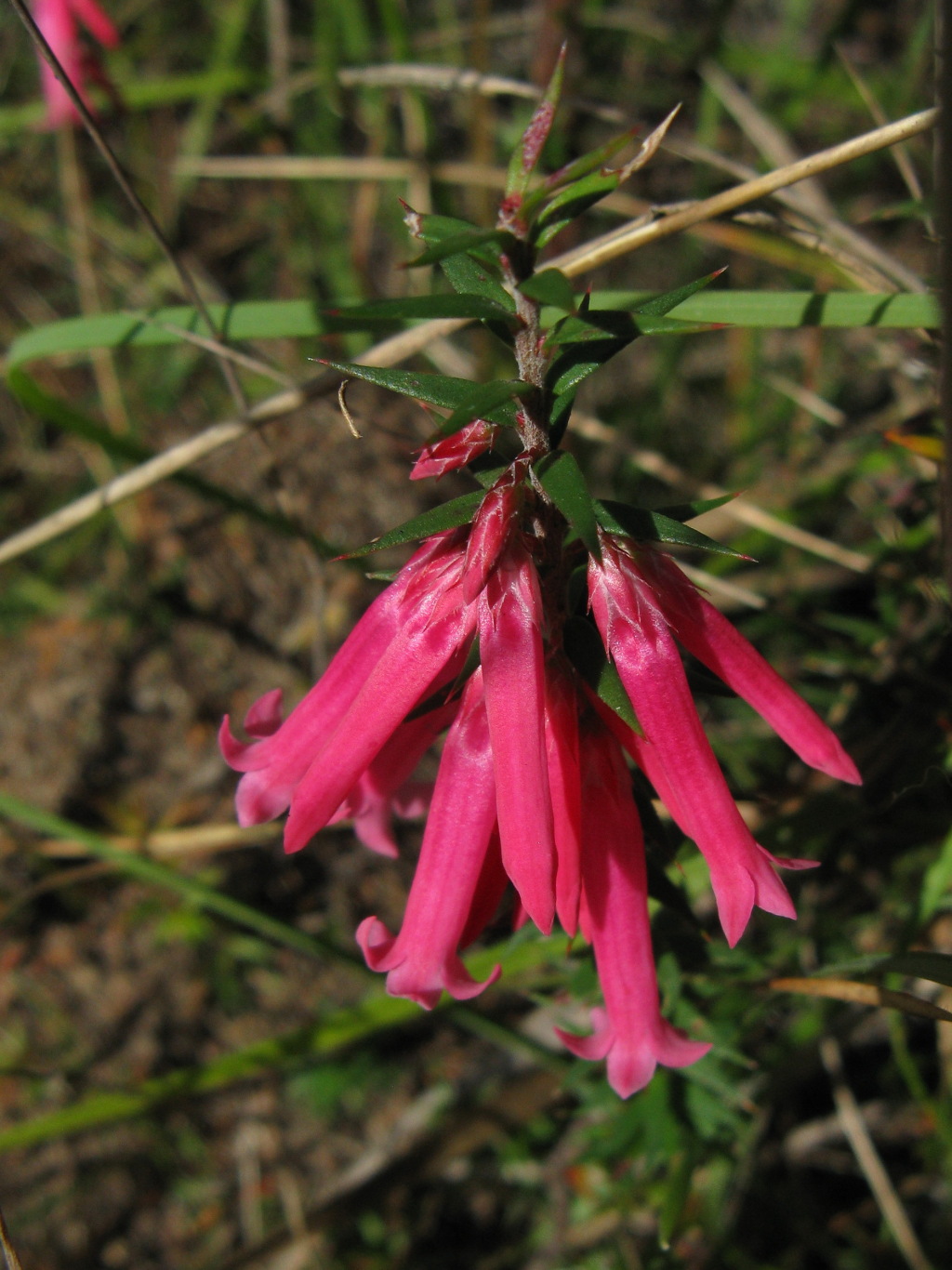 Epacris impressa (hero image)