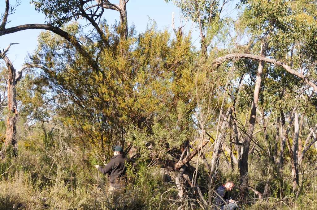 Acacia dodonaeifolia (hero image)