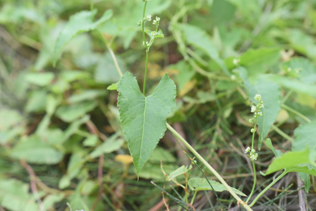 Muehlenbeckia gracillima (hero image)