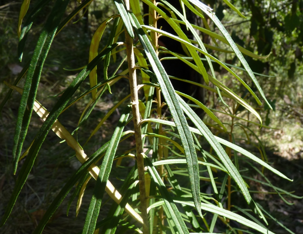 Astrotricha linearis subsp. 1 (hero image)