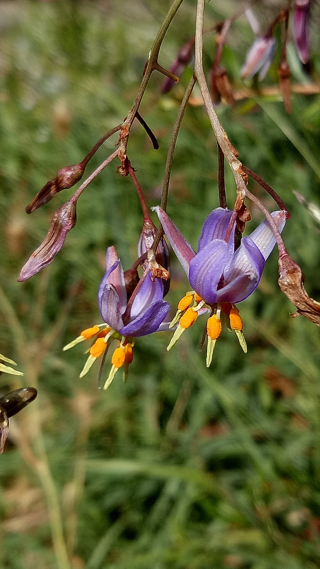 Dianella amoena (hero image)