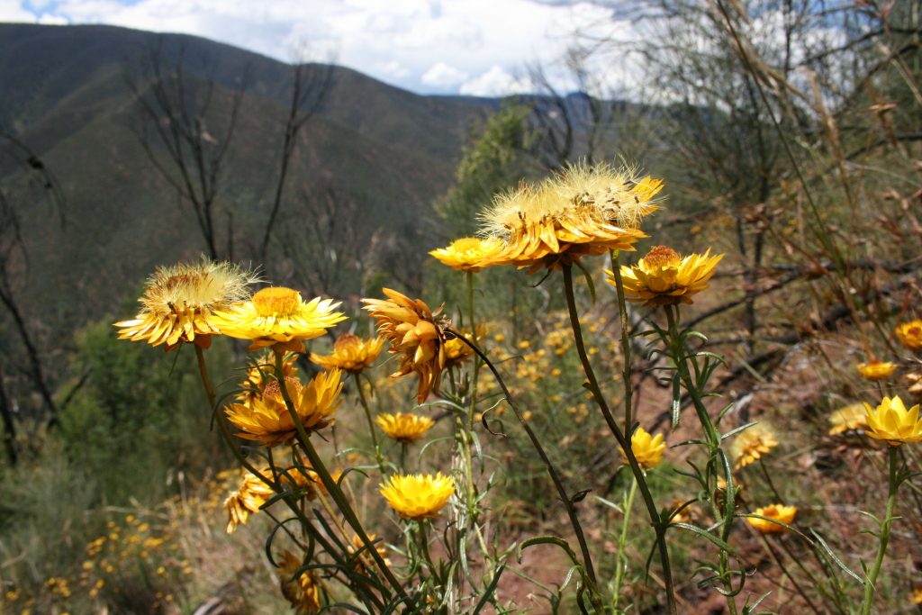 Xerochrysum viscosum (hero image)