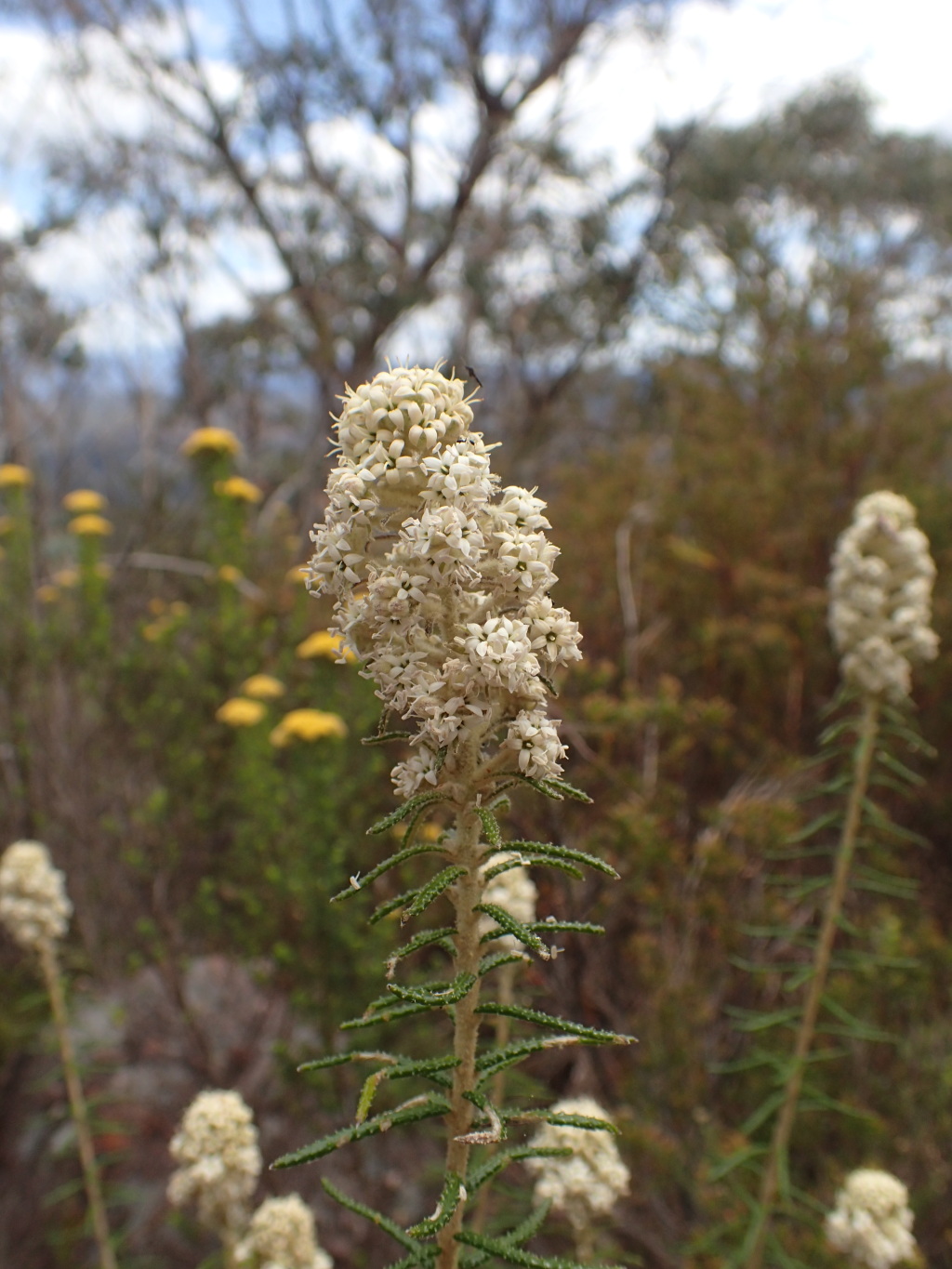 Astrotricha parvifolia (hero image)