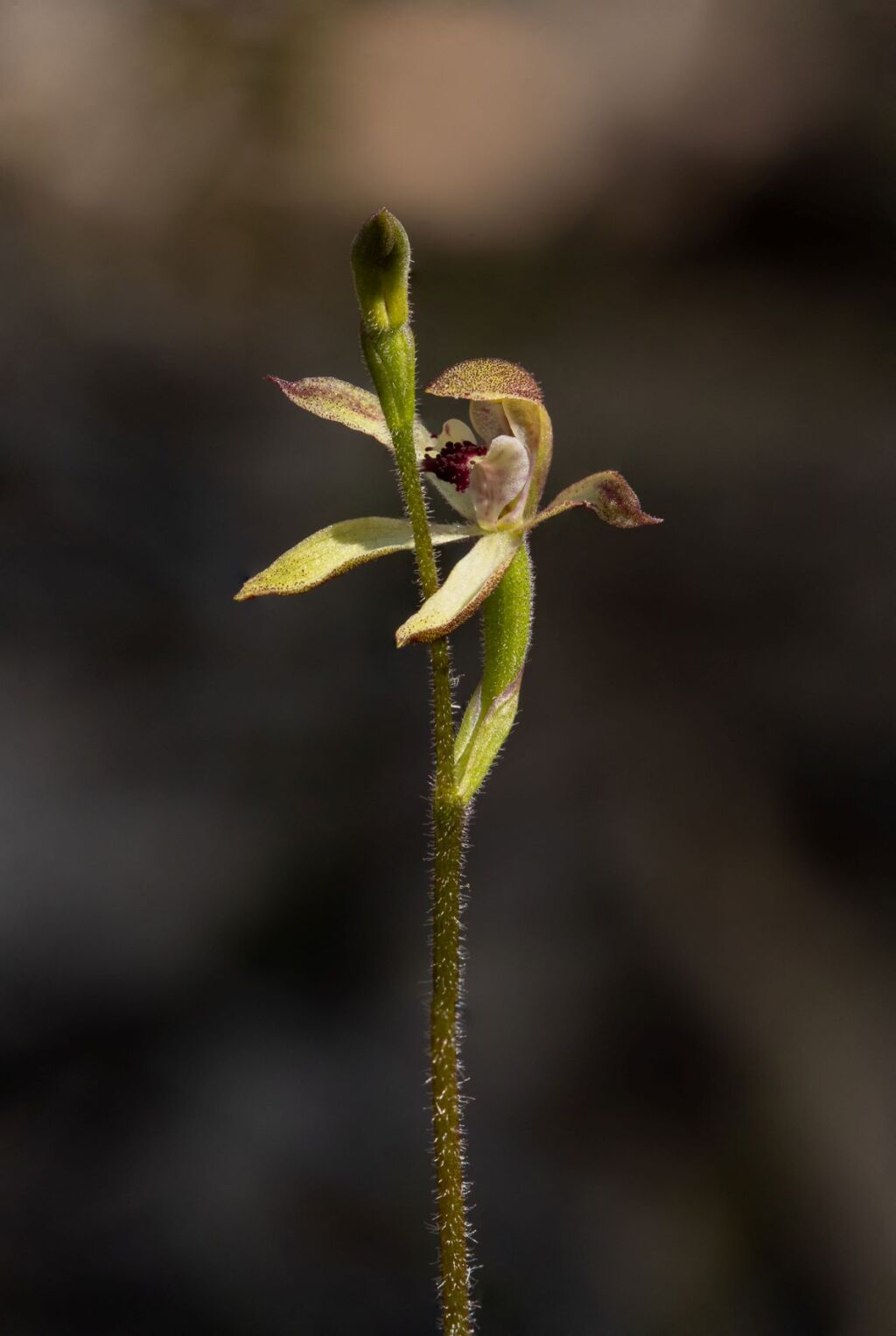 Caladenia transitoria (hero image)