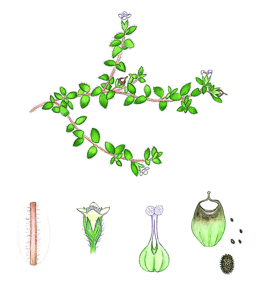 Mitrasacme pilosa var. pilosa (hero image)