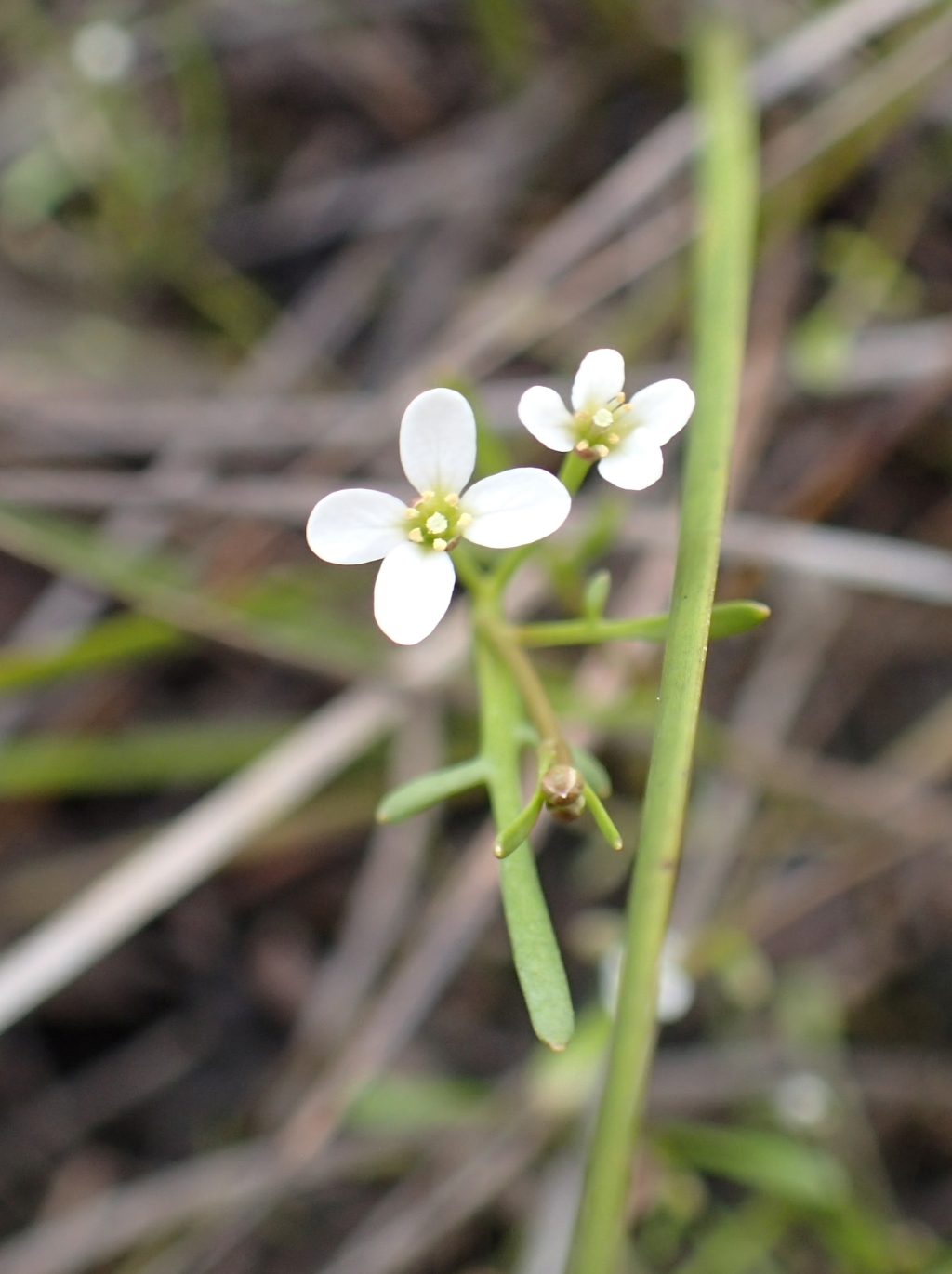 Cardamine lineariloba (hero image)