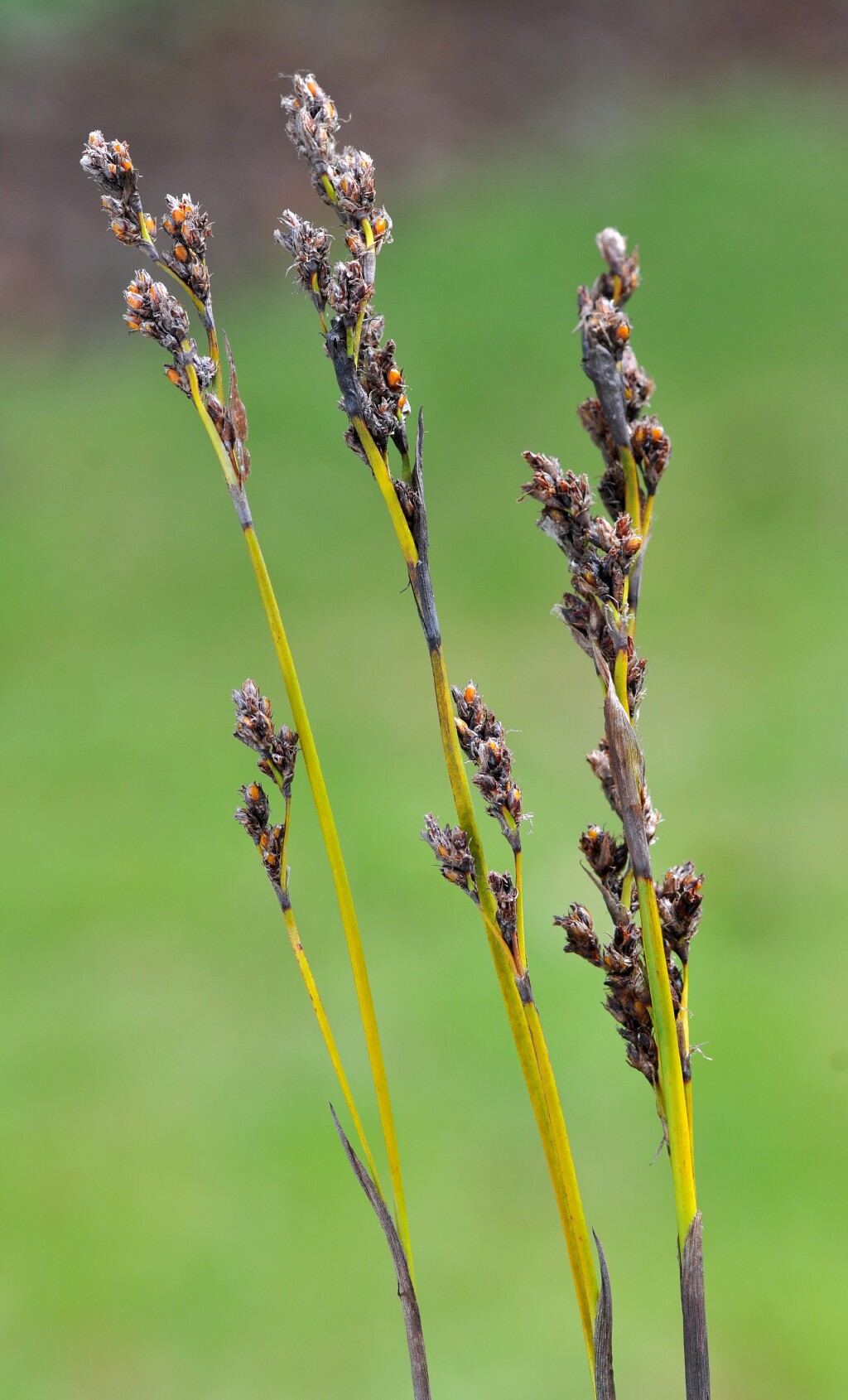 Machaerina rubiginosa (hero image)