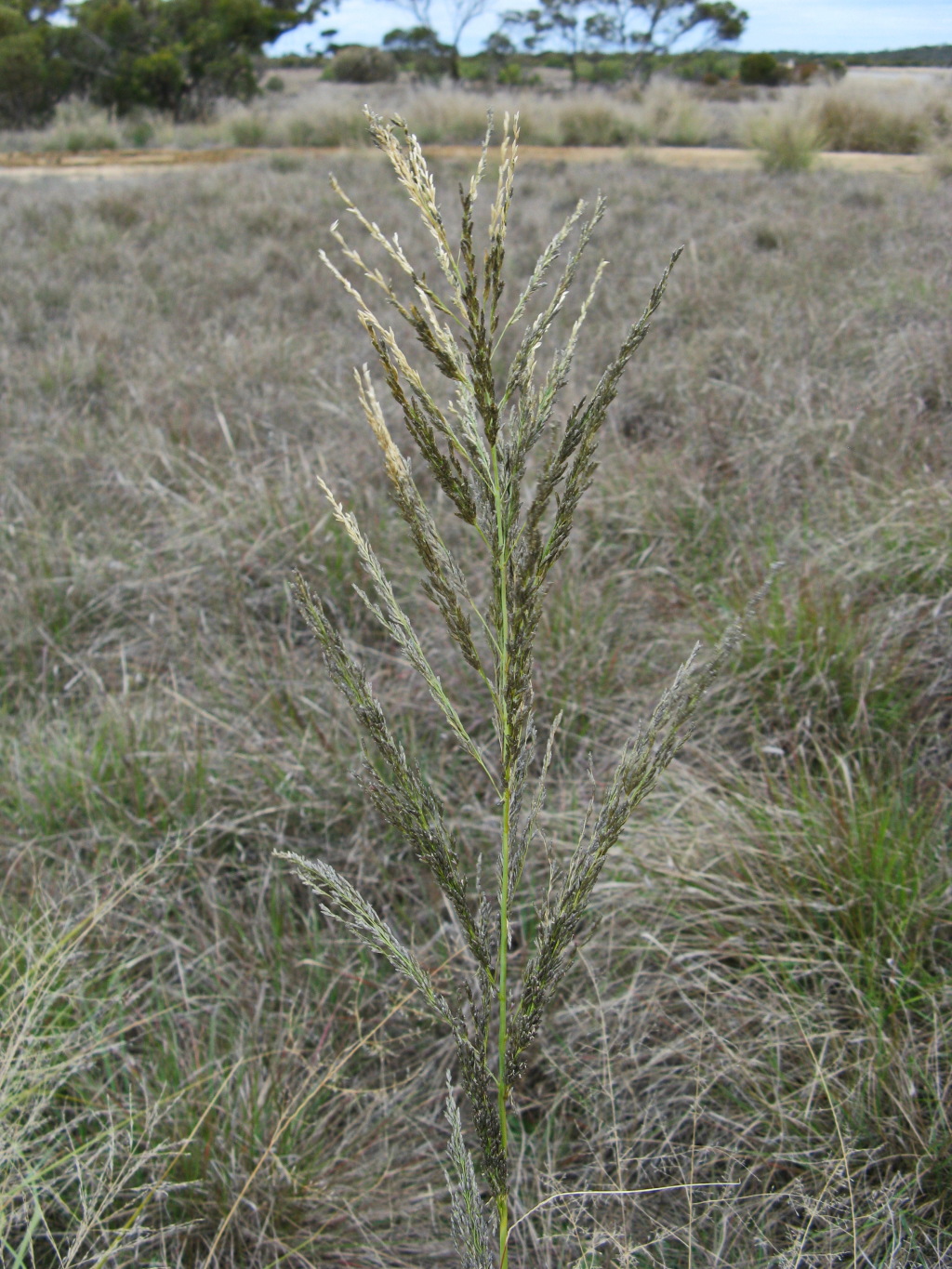 Eragrostis curvula (hero image)