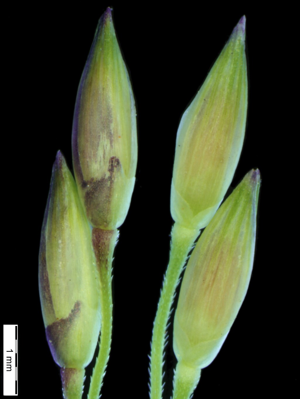 Panicum (hero image)