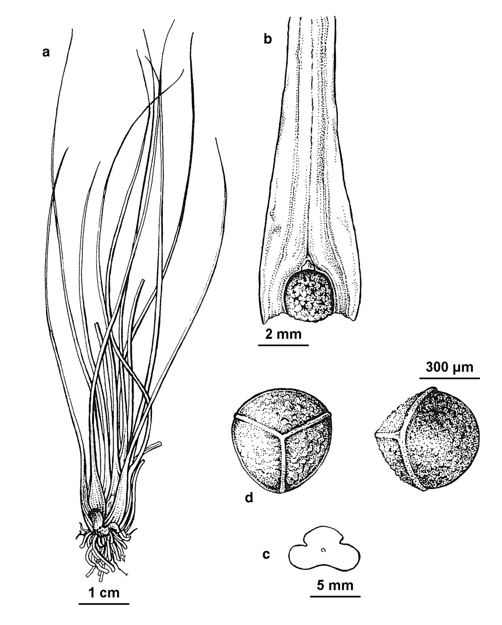 Isoetes drummondii subsp. drummondii (hero image)