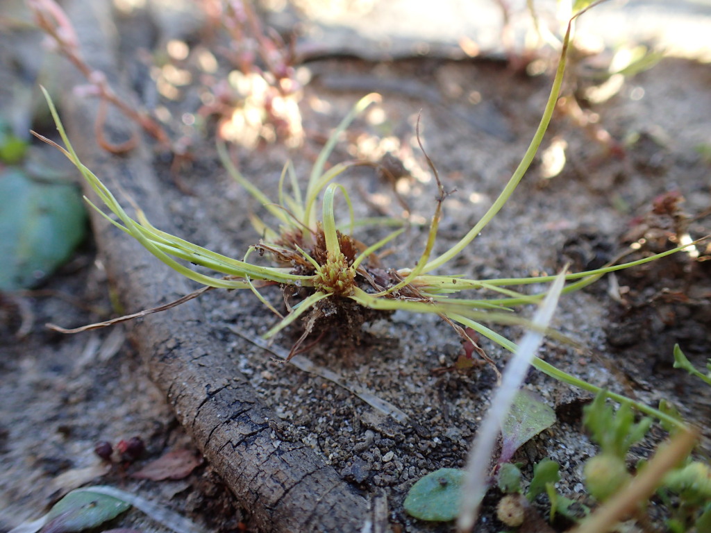 Cyperus pygmaeus (hero image)