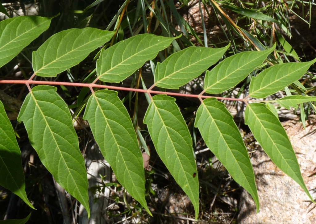 Ailanthus altissima (hero image)