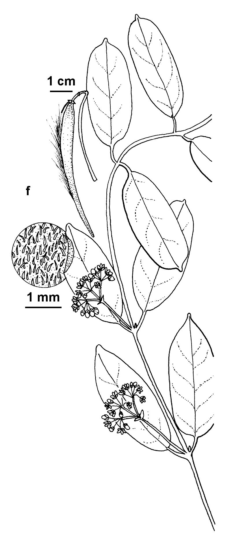 Leichhardtia flavescens (hero image)