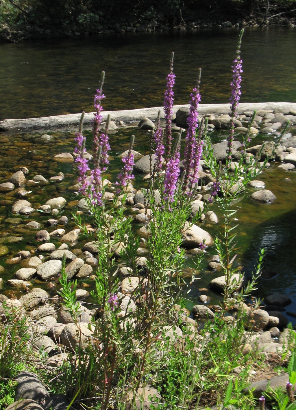 Lythrum salicaria (hero image)