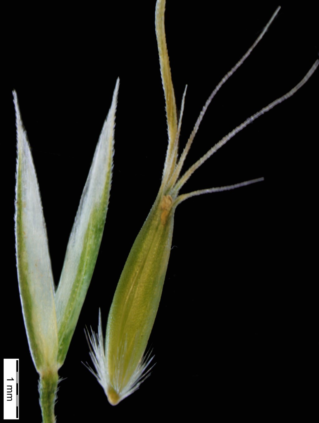 Pentapogon quadrifidus (hero image)