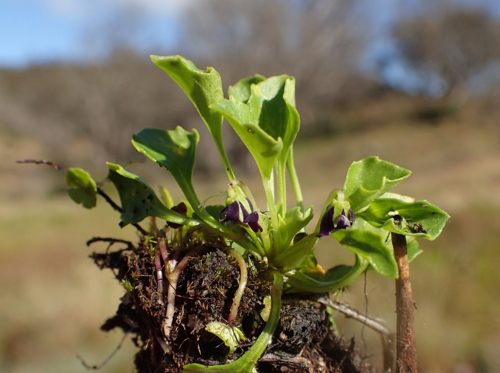 Viola fuscoviolacea (hero image)