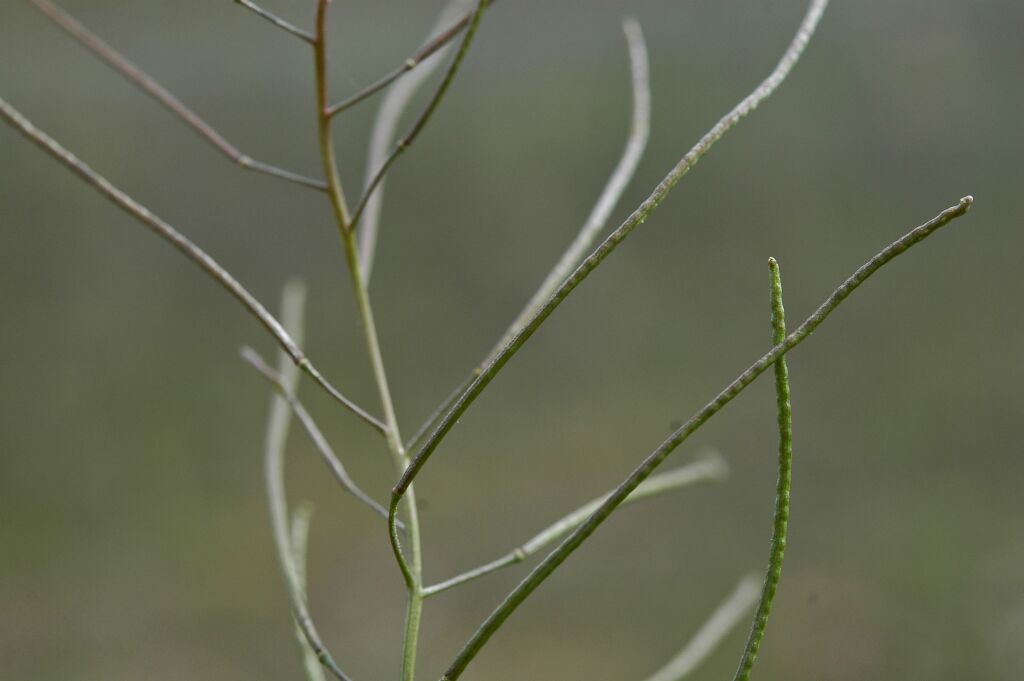 Sisymbrium irio (hero image)