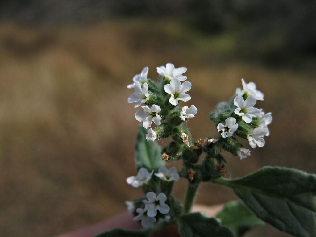 Heliotropium europaeum (hero image)