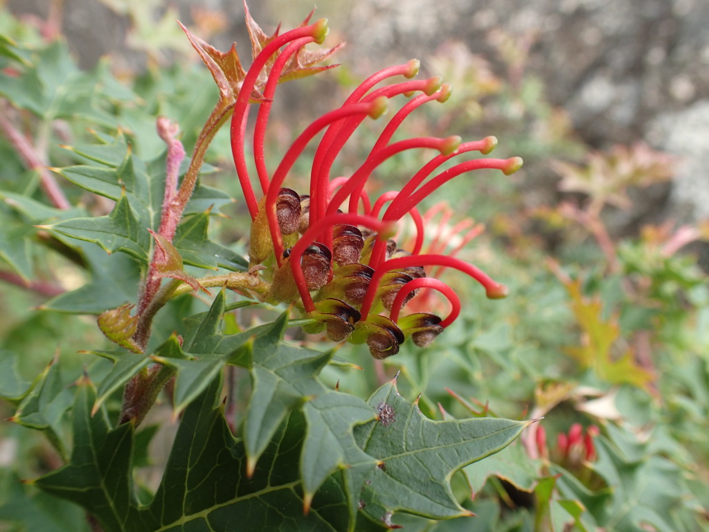 Grevillea montis-cole subsp. montis-cole (hero image)