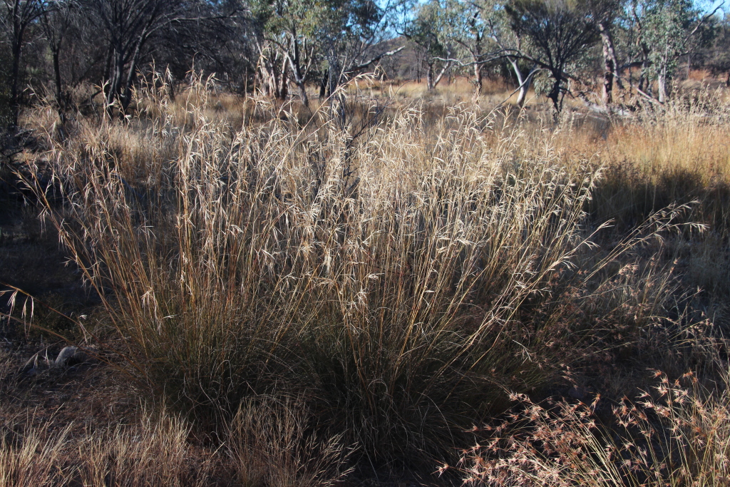 Themeda (hero image)