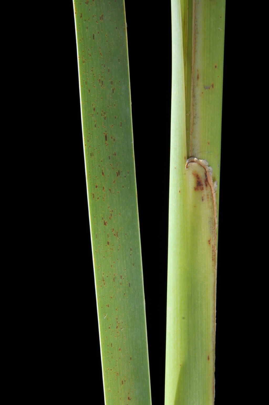Typha orientalis (hero image)
