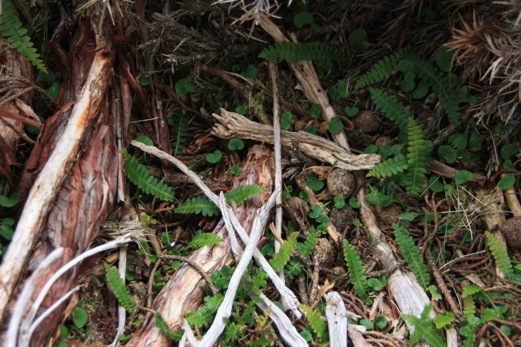 Blechnum penna-marina subsp. alpina (hero image)