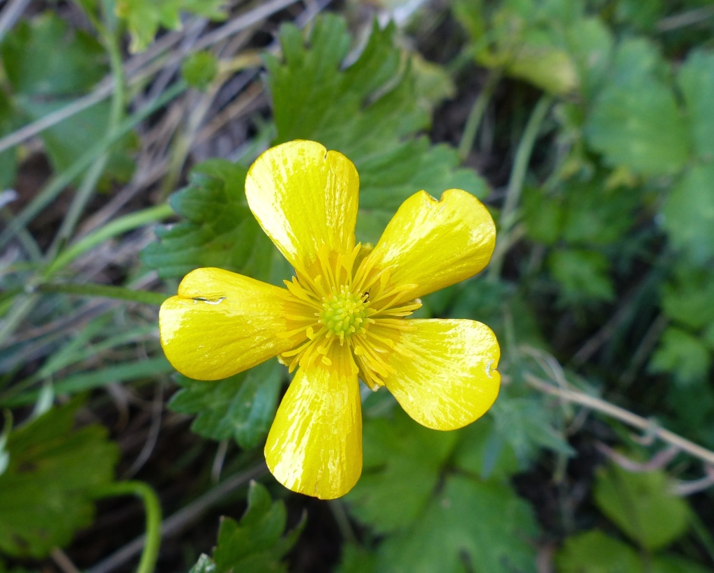 Ranunculus repens (hero image)