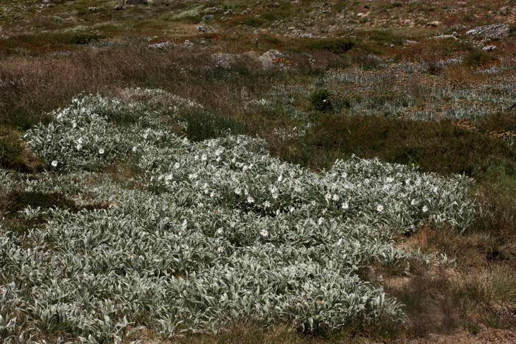 Celmisia sericophylla (hero image)
