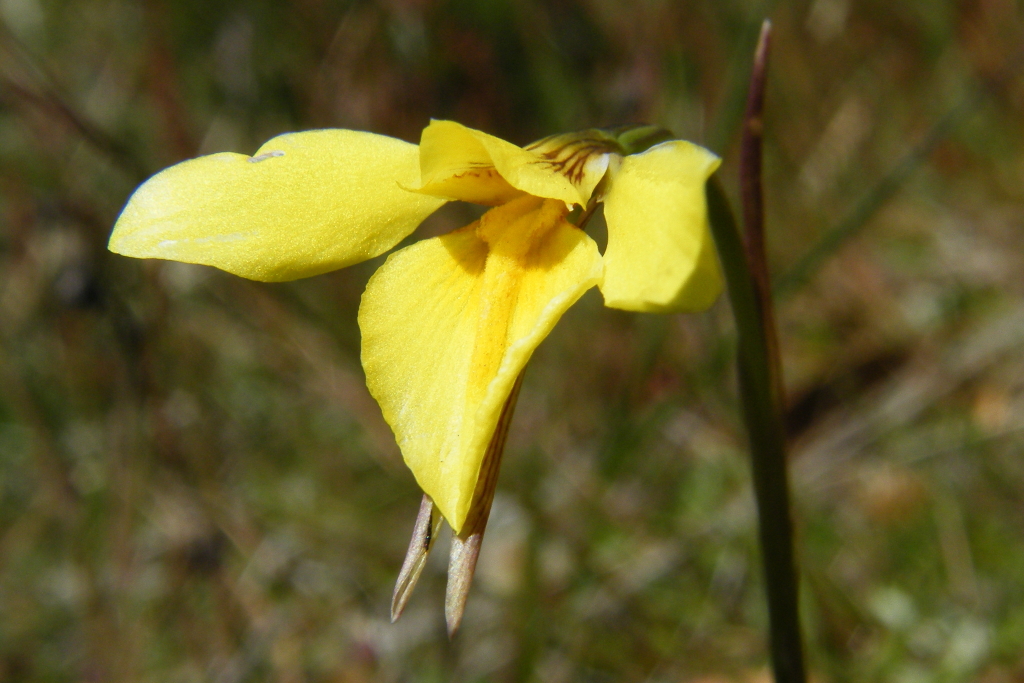 Diuris chryseopsis (hero image)