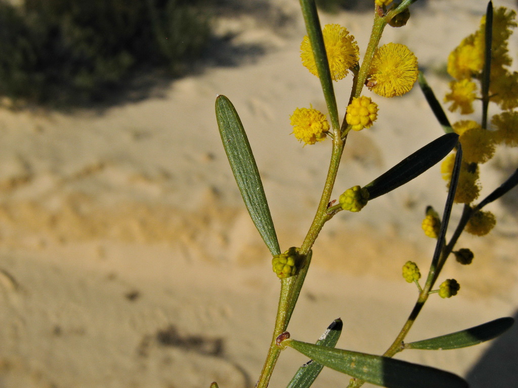 Acacia sclerophylla (hero image)